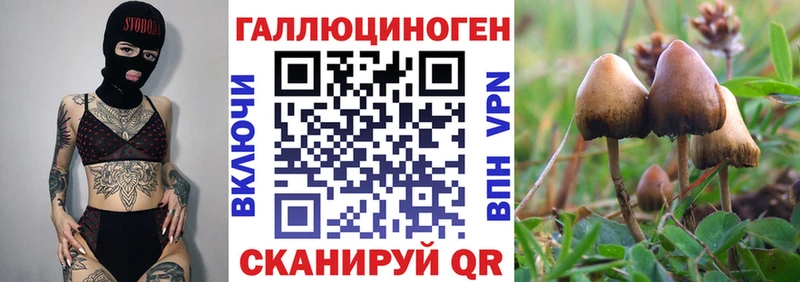 где купить   мега ссылки  Псилоцибиновые грибы Cubensis  Озёрск 
